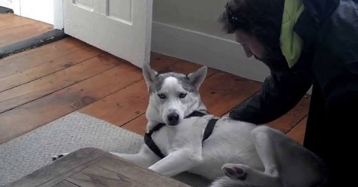 Han spør hunden om han er klar for å dra til kennelen. Svaret? Jeg ler så tårene triller!