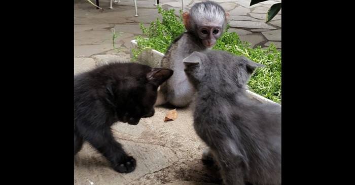 2 katter nærmer seg en ensom apebaby. De lærer han betydningen av kjærlighet og vennskap!