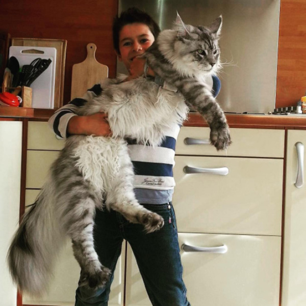 maincoon1