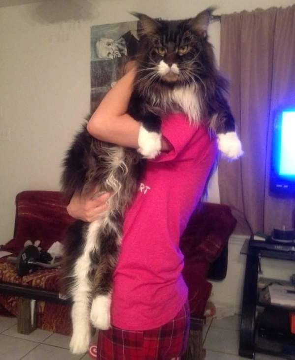 maincoon3