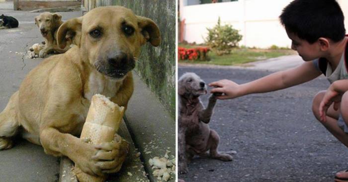 Den fryktløse lille gutten nærmer seg en utsultet hund. Når han ser hva som egentlig skjer, blir han dypt rørt!