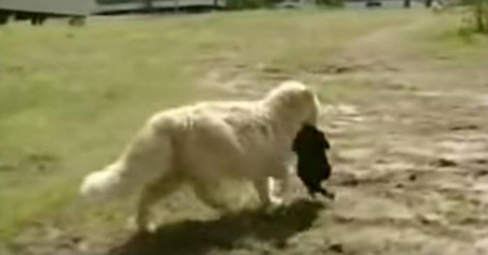 Katten har mistet alle ungene sine. Da ser naboene hvordan hun stjeler valpene til hunden. Vakkert!