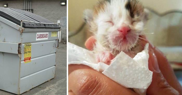 Kvinnen hører en kattunge som skriker i en søppelcontainer. Så avslører veterinæren at han er ekstremt sjelden!