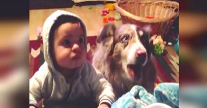 Hun prøver å få sønnen til å si «mamma». Men se hvordan familiens hund reagerer! Fantastisk!