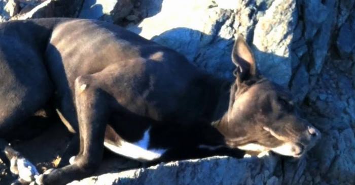 En turgåer finner en døende pitbull på fjellet. Så oppdager hun den SJOKKERENDE sannheten!