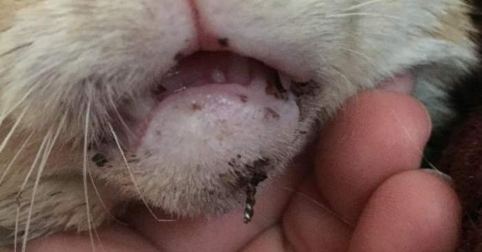 Hun ser dette dyret på gata, og løper ut av dyrebutikken. En nærmere titt får henne til å skrike høyt!