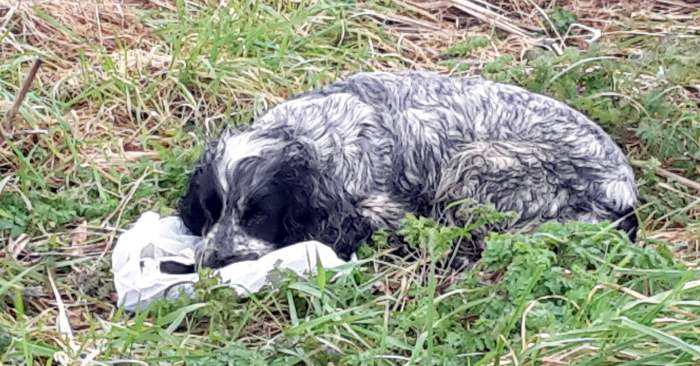 Forlatt hund nekter å gå fra posen i grøfta. Når syklisten åpner den, innser han det utenkelige!