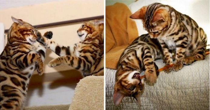 bengal fremhevet
