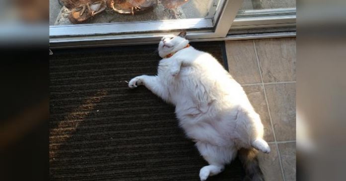 fluffyfrem