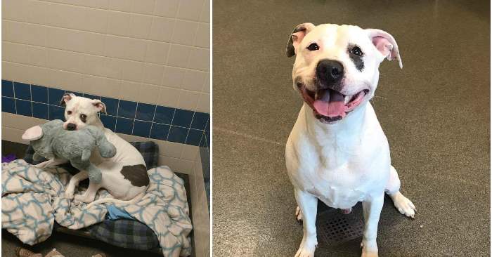 En trist, hjemløs hund finner ut at han og elefant-bamsen hans har blitt adoptert. Reaksjonen er utrolig!
