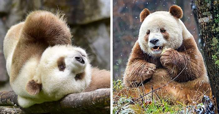 Verdens eneste brune panda ble avvist som baby. Nå har han endelig funnet et nytt hjem!