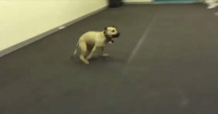 Denne hunden fikk smake en bit av et pizzastykke. Og reaksjonen hans er fantastisk!