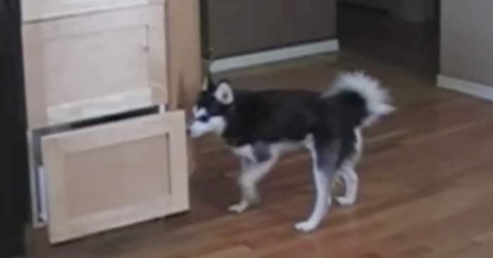 Denne hunden lukter at det ligger godbiter på kjøkkenbenken. Og han gjør alt for å få tak i de!