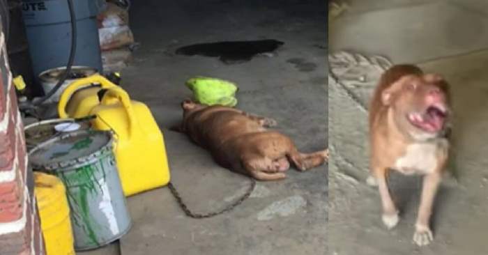 Pitbullen satt fastlenket i over 8 år. Men se når dyrevennene gjør det rette!