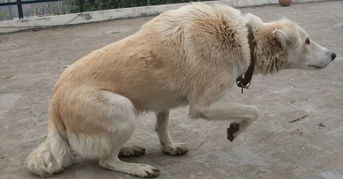 Har du noen gang sett hunden din gjøre DETTE? Da prøver den å fortelle seg noe viktig!