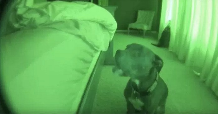Mannen ber hunden sin om å få sove litt lengre. Hundens svar? Denne mannen trenger ingen vekkerklokke!