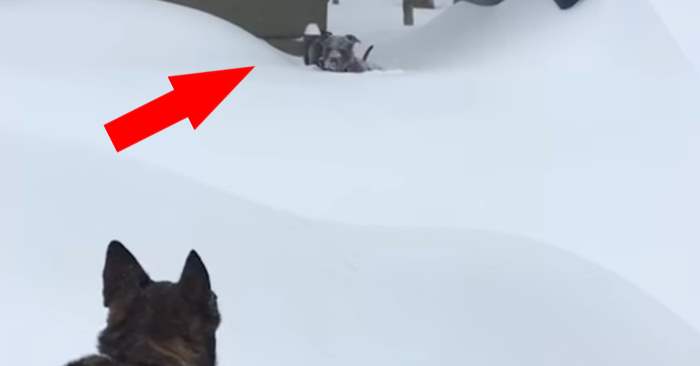 Hunden sitter fast i den dype snøen. Men SE hva schæferen gjør for å redde vennen sin da!