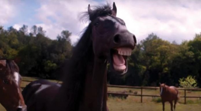 hest ler