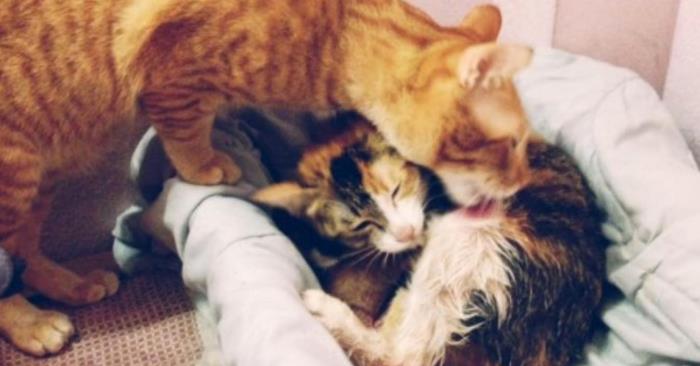 Katten har akkurat fått 4 unger. Men du vil ikke TRO kattefarens reaksjon!