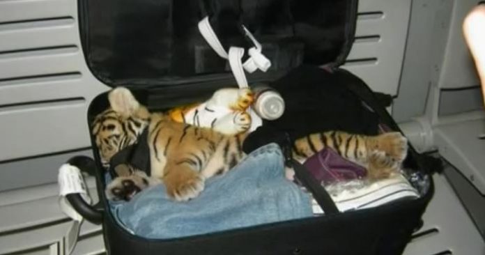 koffert_tiger