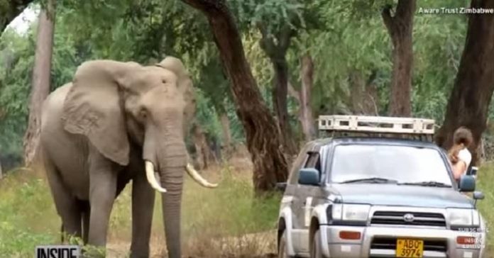 kule elefant frem