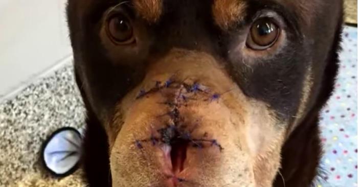 Hunden ble brutalt lemlestet, og jeg er så sint at jeg SKJELVER. Men se ham nå!