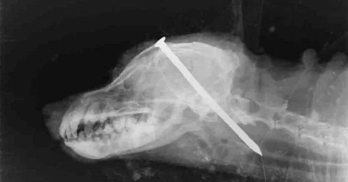 England i sjokk: Mannen slo en spiker gjennom hodet på en hund før den ble dumpet i skogen!