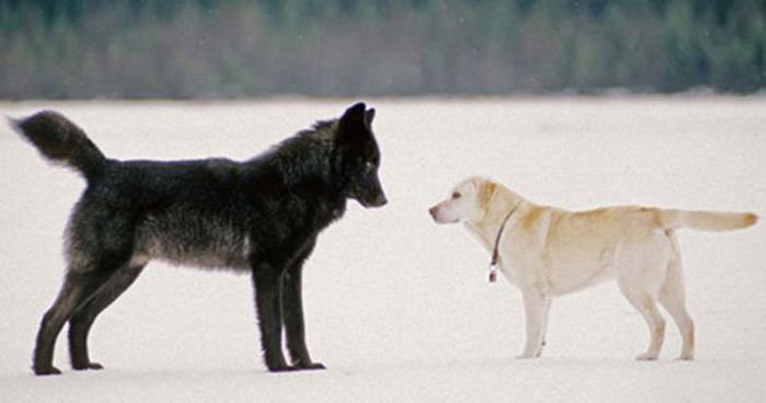 Eieren får panikk når ulven nærmer seg hunden. Men så foreviger han det UTENKELIGE!