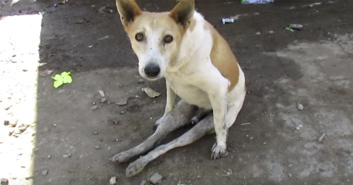 Ingen forstår hvorfor hunden sitter så rart. Da oppdager dyrevennene den FRYKTELIGE sannheten.