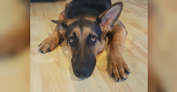 11 hverdagslige ting som antakeligvis irriterer livet av hunden din