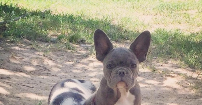Du vil ikke tro hvem sin hale denne lille hunden biter. Eierne ble rørt til tårer!