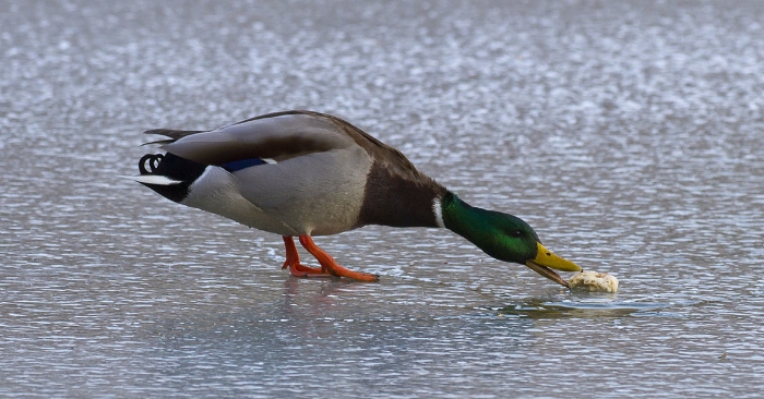 Derfor bør du aldri mate ender med brød!