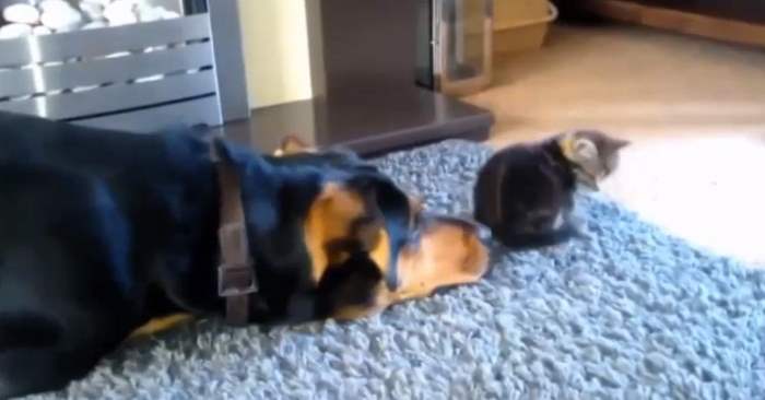 Hunden gjør alt han kan for å bli venn med katten. Men SE hvordan katten reagerer da!