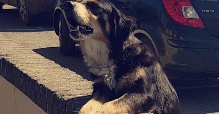 Hver dag venter hunden alene utenfor skolen. Fotografen må trekke må smilebåndet når han ser hvorfor!