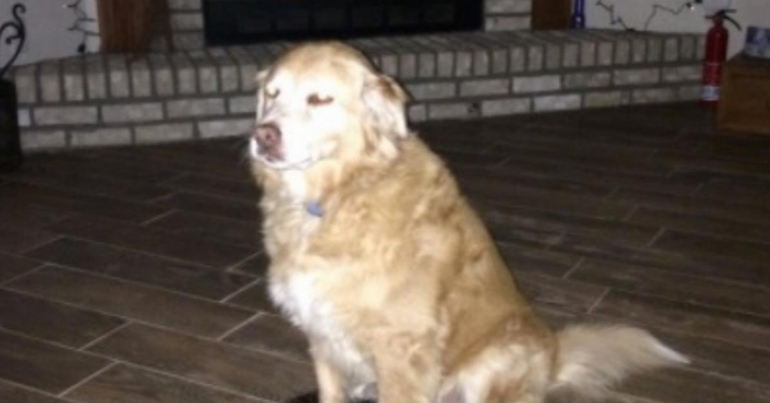 Hun bestilte en ny seng til hunden sin. Men når den ankom, kunne hun ikke gjøre annet enn å le!