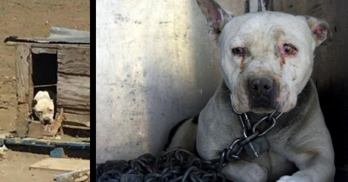I 2 år satt hunden fastlenket i det glovarme skuret. Så dukker det opp en ekte helt og gjør det rette!