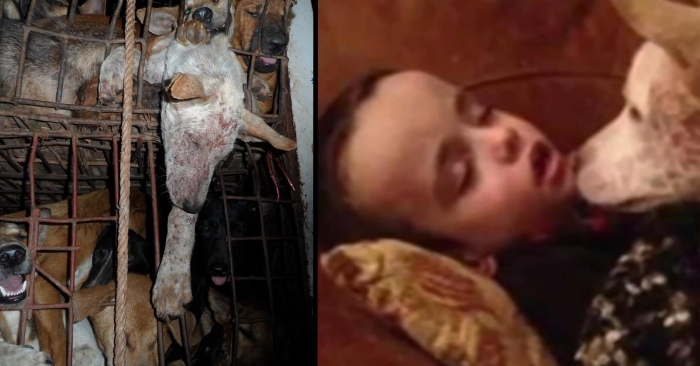 Hunden skal drepes og spises. Men når de tar den ut av buret, oppdager de et mirakel!