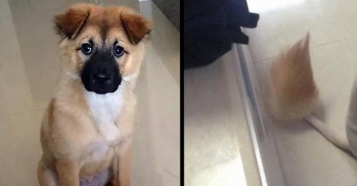 Briten tar med hunden til en hundefrisør i Kina. Når han henter hunden, klarer han ikke å slutte å le.