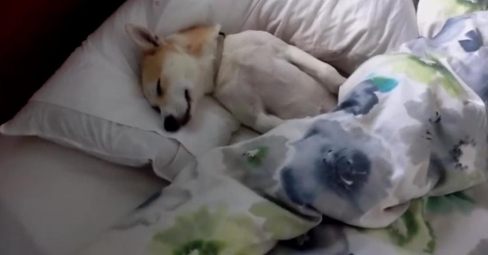Den lille hunden spiller død for å slippe unna veterinæren. Helt til eieren tar frem et hemmelig våpen!