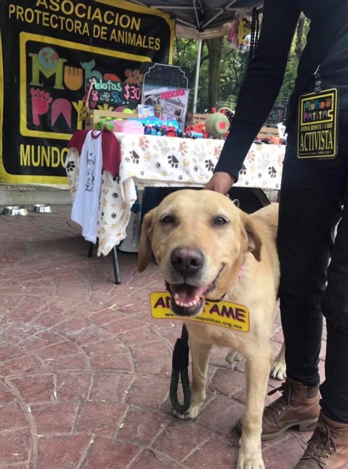 How Hvordan Ta Vare På En Hund Ha