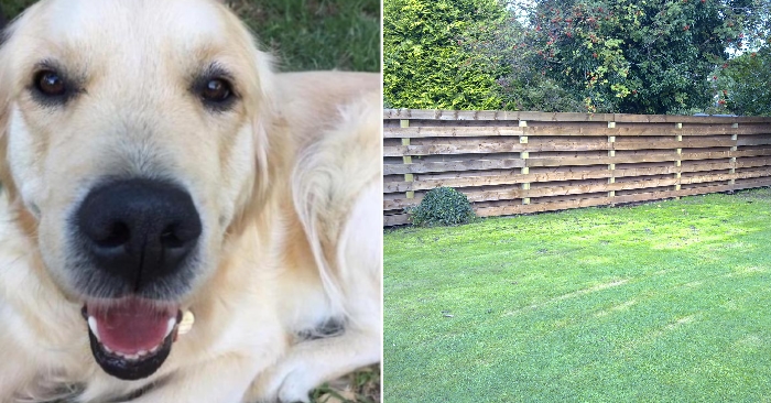 Familiens hund ble alvorlig syk. Et skjult kamera  avslørte hva naboen kastet over gjerdet!