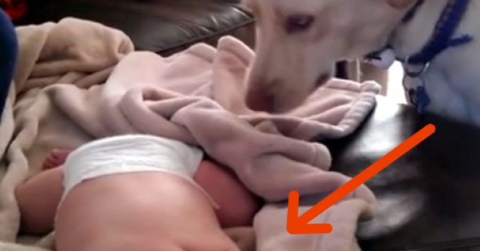 Kameraet filmer hva hunden gjør når babyen ligger og sover. Etter 4 sekunder smelter hjertet mitt!