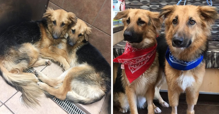 De ble forlatt og nektet å gi slipp på hverandre. Nå adopteres de til samme hjem!