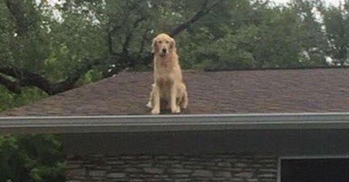 Ingen skjønner hvorfor hunden sitter på taket. Da skriver eieren en lapp som forklarer årsaken!