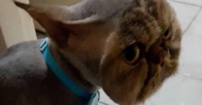Hun tar med seg katten sin til en frisør. Når hun får ham tilbake, klarer hun ikke å slutte å le!