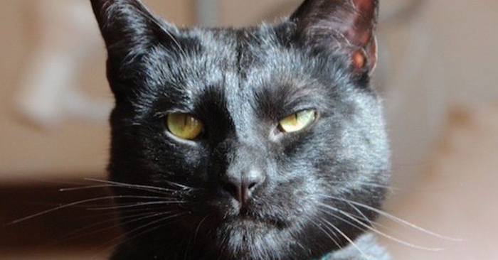 Dyrebeskyttelsen skrev en annonse for å adoptere bort katten. Og teksten er hysterisk morsom!