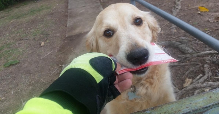 Hver dag venter hunden spent på postmannen. Det han gjør når han ikke har post til familien, rører alle!