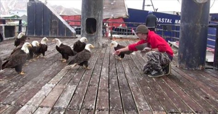 En flokk med havørn har landet på havna. Men følg med når kameraet snus til venstre!