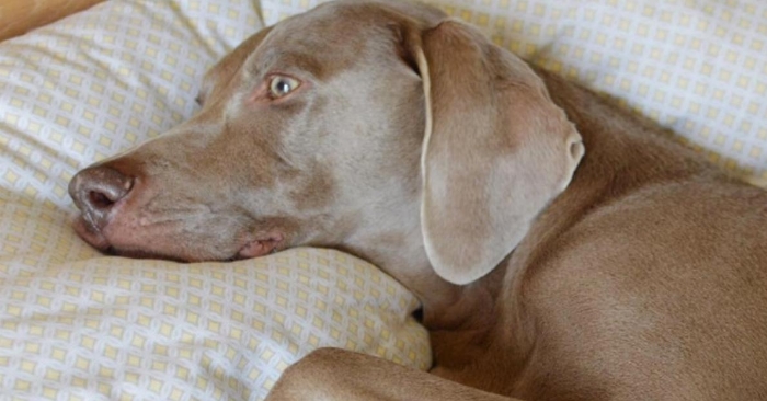 Hunden ligger helt knust i hjørnet, og ingen kan trøste ham. Helt til disse to kommer inn i livet hans!