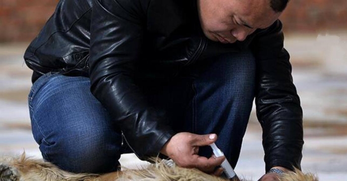 Den rike mannen leter etter sin elskede hund på slakteriet. Det han ser der koster ham alle pengene hans!